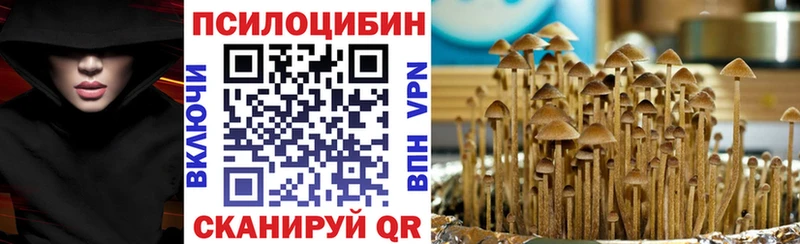 Купить где  Торопец  Псилоцибиновые грибы Psilocybe 